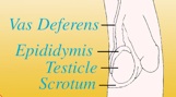 diagram of the parts of the testicles