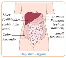 diagram of digestive organs