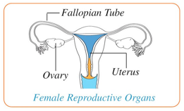 diagram of female reproductive organs