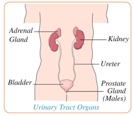 diagram of urinary tract organs
