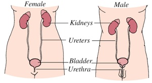 illustration of organs in the urinary tract in women and men